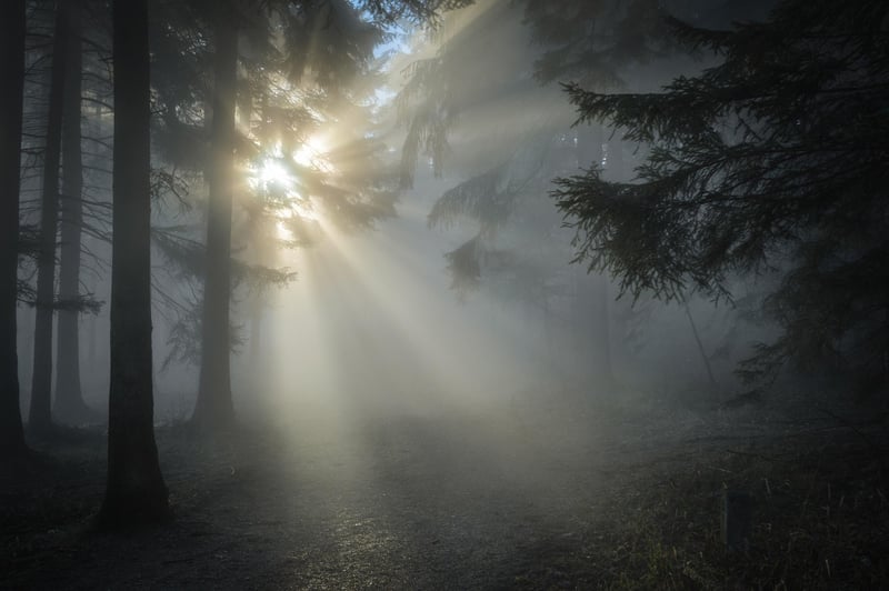 Enchanted Forest Theme