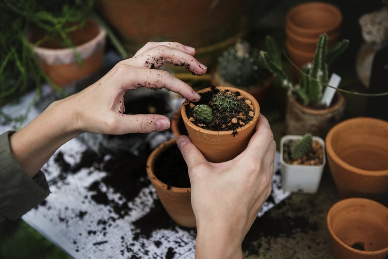 Succulent Plants